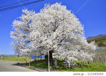 宇木のエドヒガン(千歳桜) 宇木のエドヒガン(千歳桜) 113385050