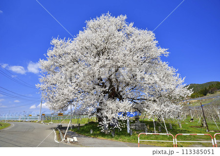 宇木のエドヒガン(千歳桜) 宇木のエドヒガン(千歳桜) 113385051