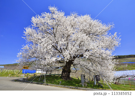 宇木のエドヒガン(千歳桜) 宇木のエドヒガン(千歳桜) 113385052