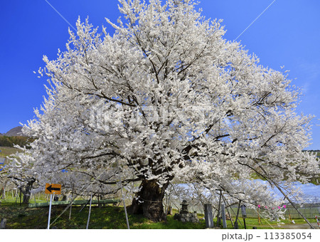 宇木のエドヒガン（千歳桜） 113385054