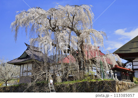 隆谷寺のしだれ桜 113385057