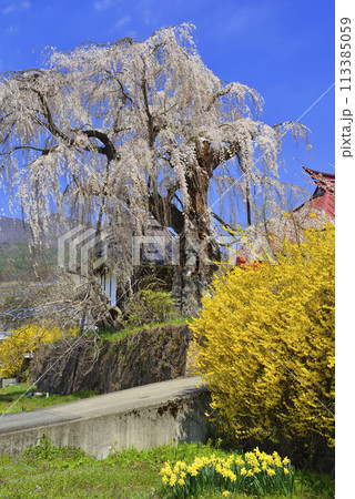 隆谷寺のしだれ桜 隆谷寺のしだれ桜 113385059