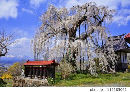 隆谷寺のしだれ桜 113385061