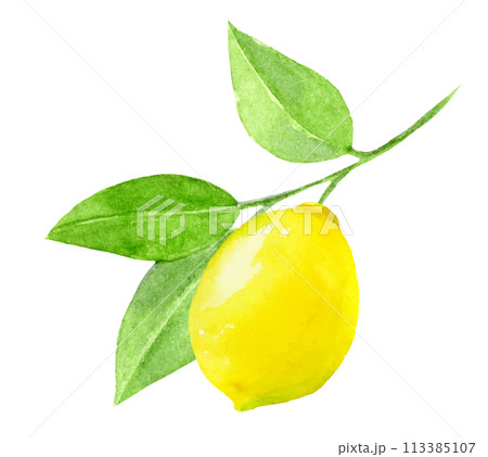 葉のついたレモンの水彩イラスト 113385107