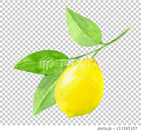 葉のついたレモンの水彩イラスト 113385107