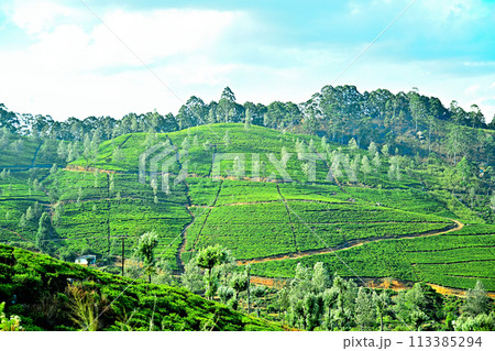 スリランカの山岳列車の車窓から眺める茶畑 113385294