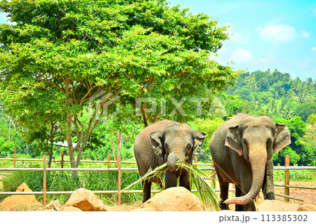 スリランカの野生公園で並んで歩くゾウ 113385302