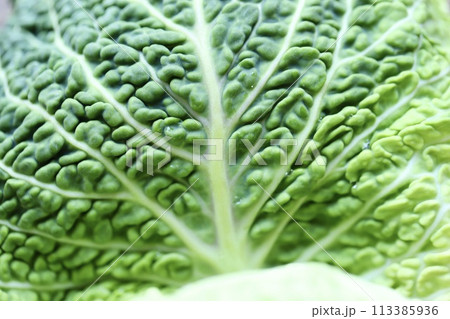 低農薬栽培のちりめんキャベツ　新鮮生野菜 113385936