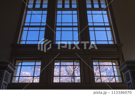 京都府庁旧本館　ガラス窓越しに見る枝垂れ桜 113386070