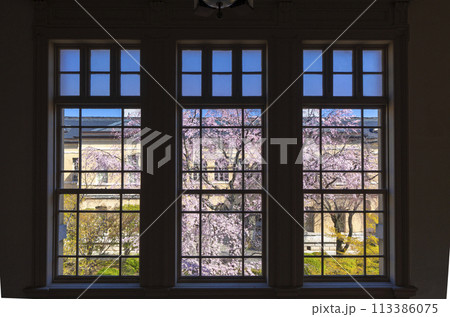 京都府庁旧本館　ガラス窓越しに見る枝垂れ桜 113386075