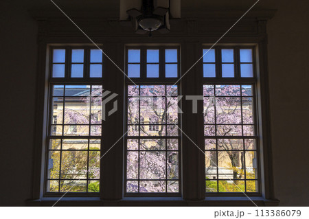 京都府庁旧本館　ガラス窓越しに見る枝垂れ桜 113386079