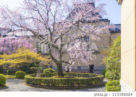 京都府庁旧本館 中庭に咲く枝垂れ桜 京都府庁旧本館 中庭に咲く枝垂れ桜 113386084