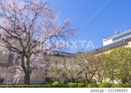 京都府庁旧本館　中庭に咲く枝垂れ桜 113386085