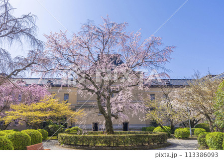 京都府庁旧本館　中庭に咲く枝垂れ桜 113386093