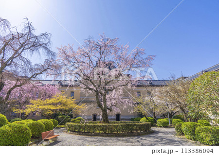 京都府庁旧本館　中庭に咲く枝垂れ桜 113386094