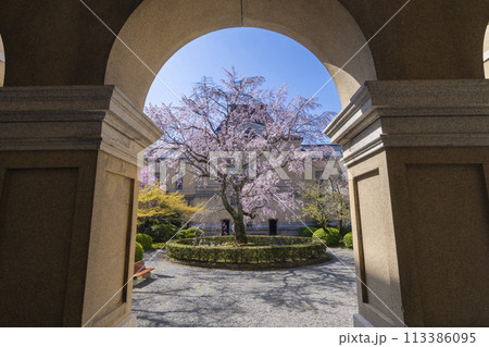 京都府庁旧本館　中庭に咲く枝垂れ桜 113386095