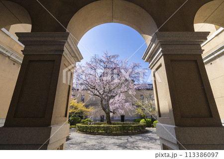 京都府庁旧本館　中庭に咲く枝垂れ桜 113386097