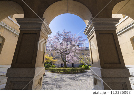 京都府庁旧本館　中庭に咲く枝垂れ桜 113386098