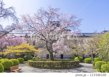 京都府庁旧本館　中庭に咲く枝垂れ桜 113386100