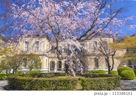 京都府庁旧本館　中庭に咲く枝垂れ桜 113386101