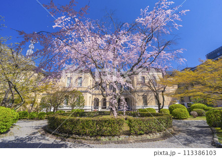 京都府庁旧本館　中庭に咲く枝垂れ桜 113386103
