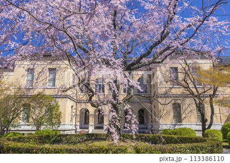 京都府庁旧本館　中庭に咲く枝垂れ桜 113386110