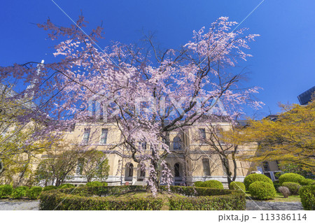 京都府庁旧本館 中庭に咲く枝垂れ桜 京都府庁旧本館 中庭に咲く枝垂れ桜 113386114