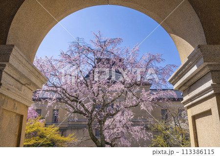 京都府庁旧本館　中庭に咲く枝垂れ桜 113386115
