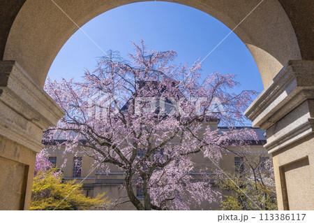 京都府庁旧本館　中庭に咲く枝垂れ桜 113386117