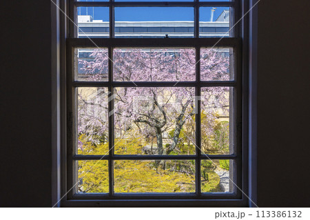 京都府庁旧本館　ガラス窓越しに見る枝垂れ桜 113386132