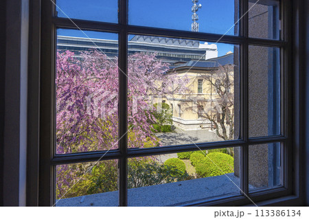 京都府庁旧本館　ガラス窓越しに見る枝垂れ桜 113386134