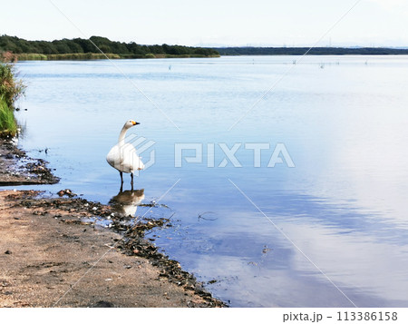 ウトナイ湖　白鳥　リフレクション 113386158