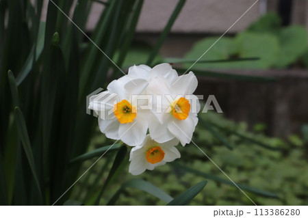 春の庭に咲く白い花びらにオレンジ色の副花冠を持つフサザキスイセンの花 113386280