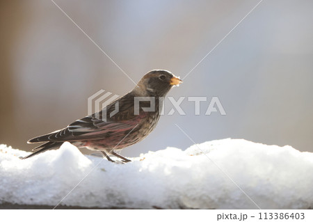 ハギマシコ 113386403