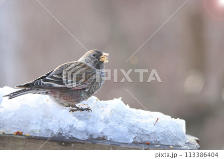 ハギマシコ 113386404