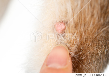 犬の良性腫瘍 113386410