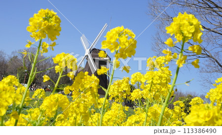 菜の花畑と青い空と風車 菜の花畑と青い空と風車 113386490