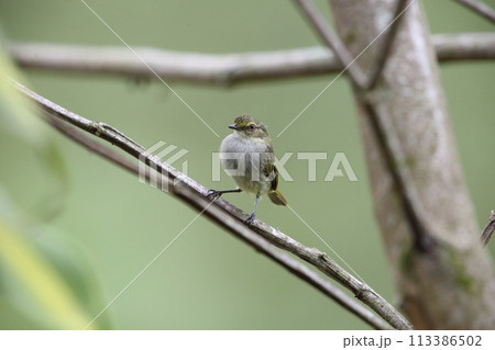 アシボソコタイランチョウ アシボソコタイランチョウ 113386502