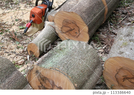 玉切りされた、シラカシ 113386640