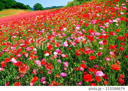 天空のひなげし畑 113386674