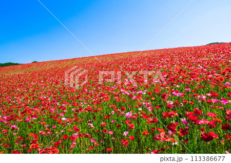 青空とポピーの花畑1 青空とポピーの花畑1 113386677
