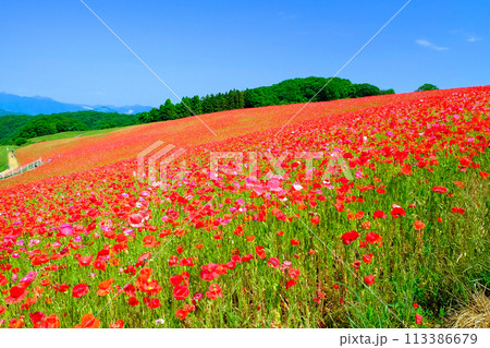 天空のポピーの花畑1 天空のポピーの花畑1 113386679