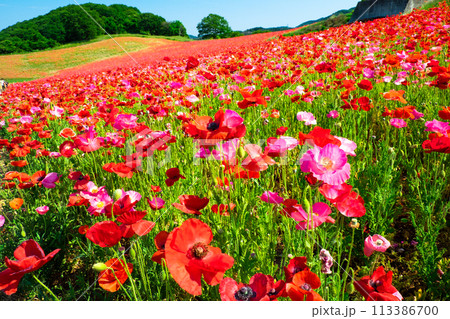 天空のポピー畑3 113386700