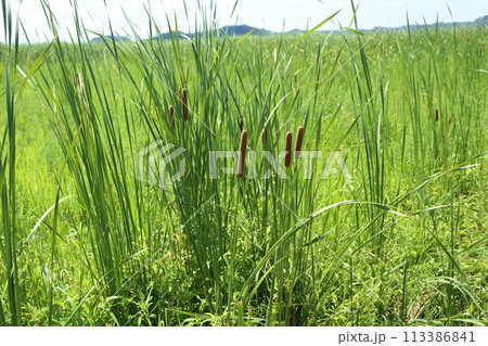 耕作放棄水田に咲く、ガマの花 113386841