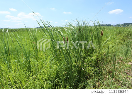 耕作放棄水田に咲く、ガマの花 113386844