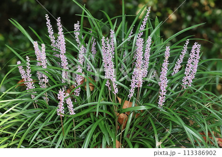 山野にひっそりと咲く、紫の花、ヤブラン 山野にひっそりと咲く、紫の花、ヤブラン 113386902