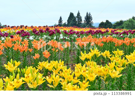 ユリの花満開のお花畑 113386991