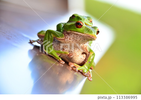仲良しのモリアオガエル 113386995