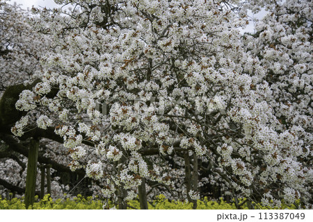樹齢400年を超える孤高の一本桜15 113387049