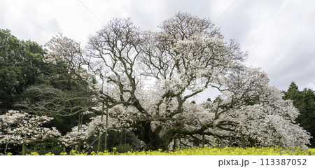 樹齢400年を超える孤高の一本桜18 樹齢400年を超える孤高の一本桜18 113387052